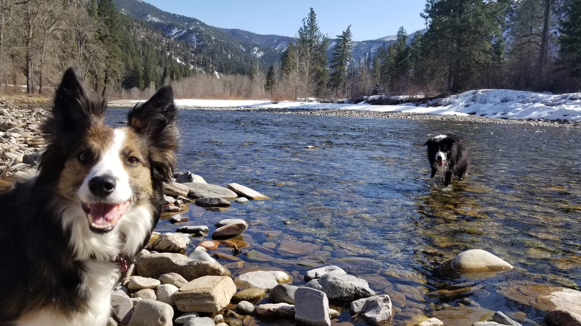 two border collie dogs play in a river in montana, both are looking at the camera intently