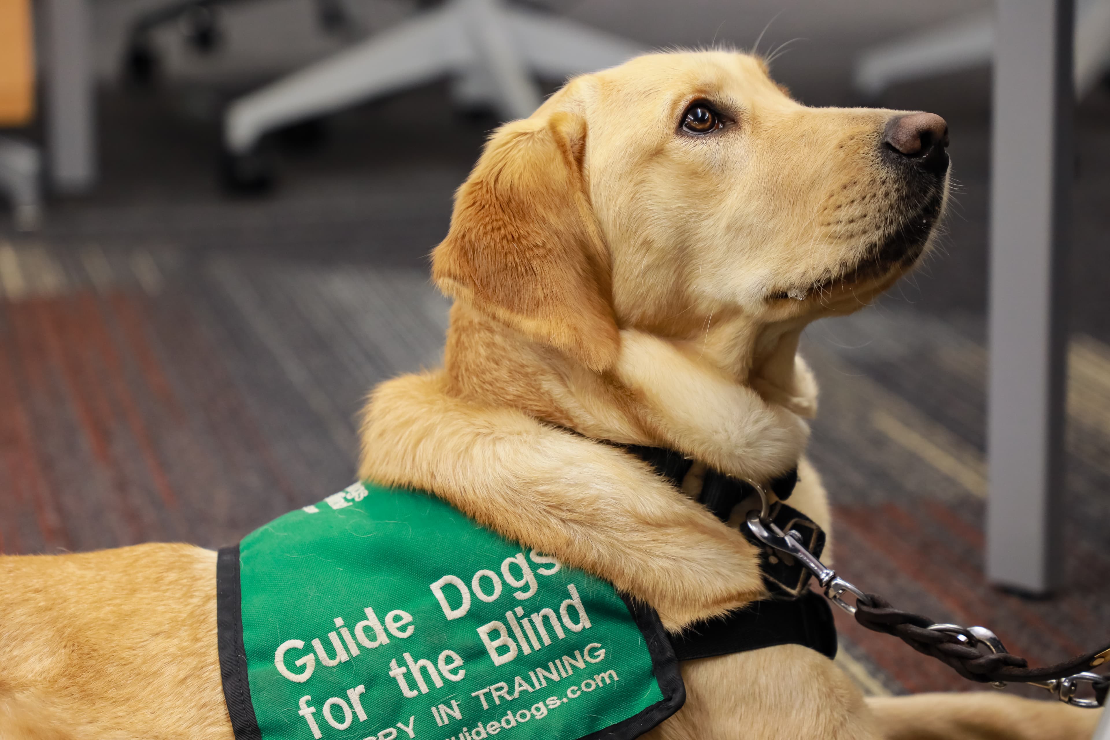 yellow labrador service dog with green vest that says guide dogs for the blind